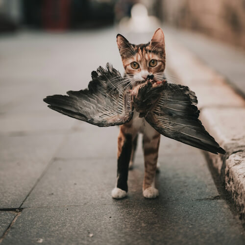 Parker holds a bird in her mouth on a city sidewalk.