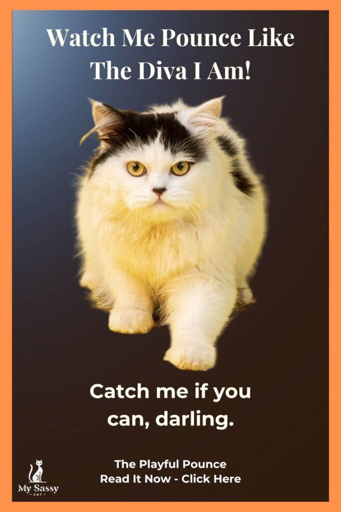 Ad image for blog post "The playful-pounce when sass-meets fun"