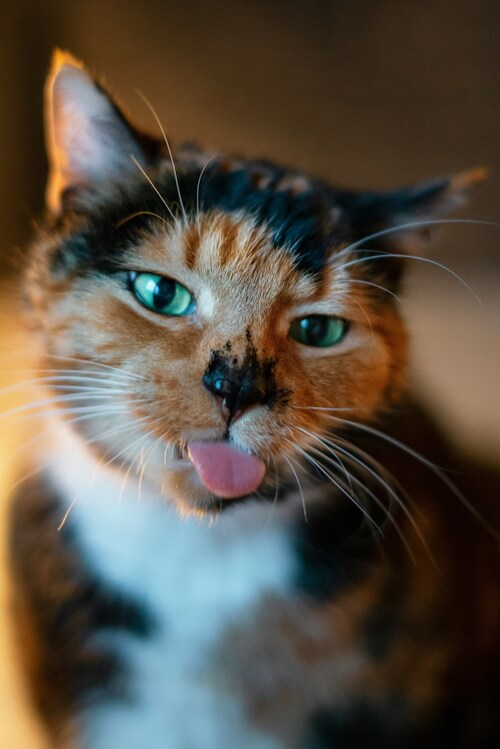 Theodore sticks his tongue out in a playful manner.