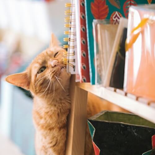 Orange tabby cat chewing on a spiral notebook on a shelf.