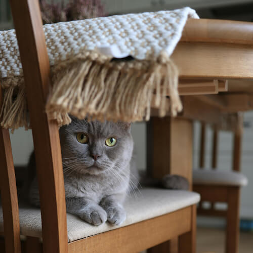 Valery sits under a chair, draped with a woven throw.