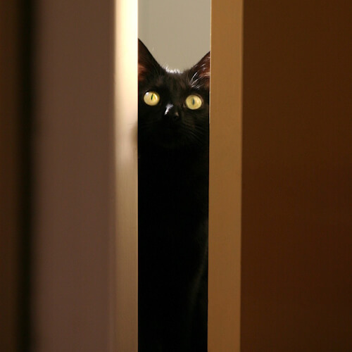 Black cat named Blacky peeking through a slightly open door, eyes glowing.