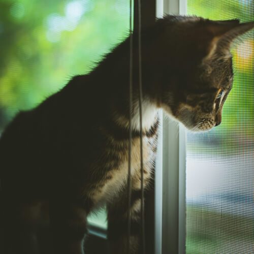 Tabby Cat Watching Birds Through the Window Tabby cat looking out the window, fixated on something outside.