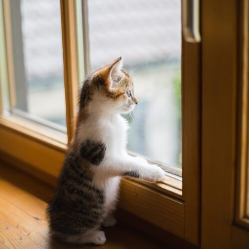 Kitten Watching Birds Through the Window Kitten standing by a window, eagerly watching the outside world.