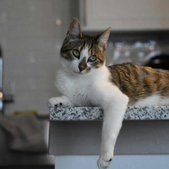Casual Vigilance Tank reclines on a kitchen counter, eyes wide open.