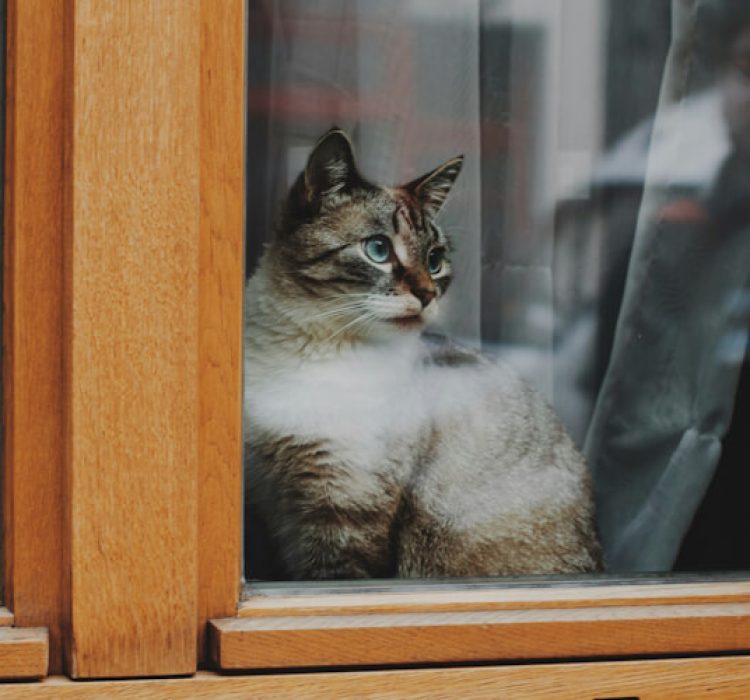 Tabby Cat Watching Birds Through the Window Tabby cat sitting by a window, looking outside attentively.